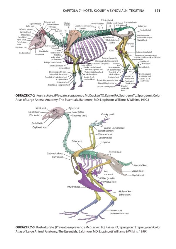 Fyziologie a funkční anatomie domácích zvířat - Image 5