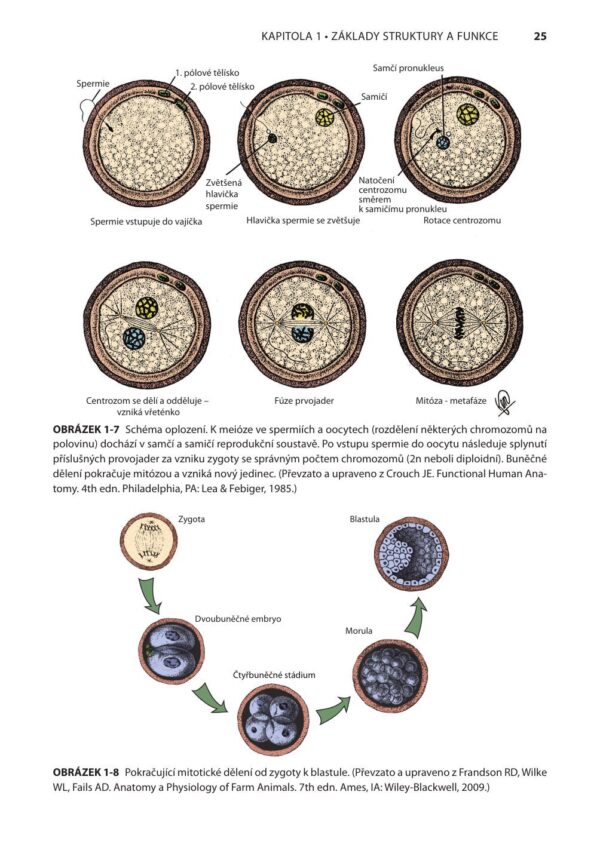 Fyziologie a funkční anatomie domácích zvířat - Image 6