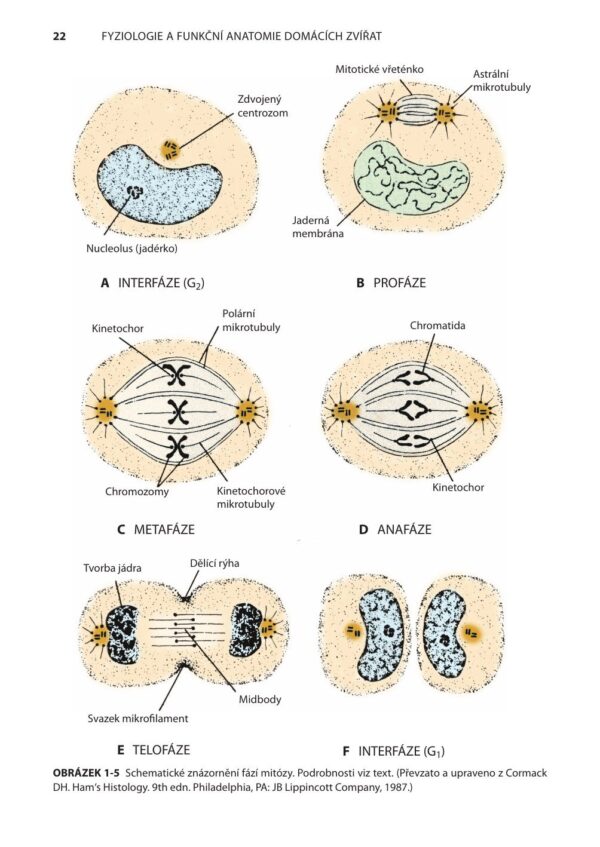 Fyziologie a funkční anatomie domácích zvířat - Image 7