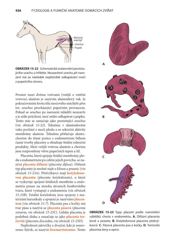 Fyziologie a funkční anatomie domácích zvířat - Image 10