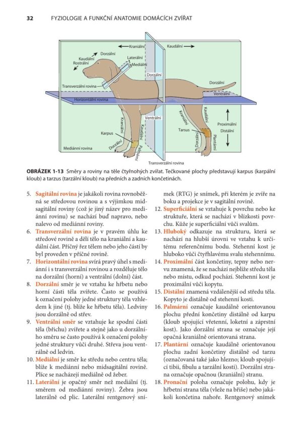 Fyziologie a funkční anatomie domácích zvířat - Image 11