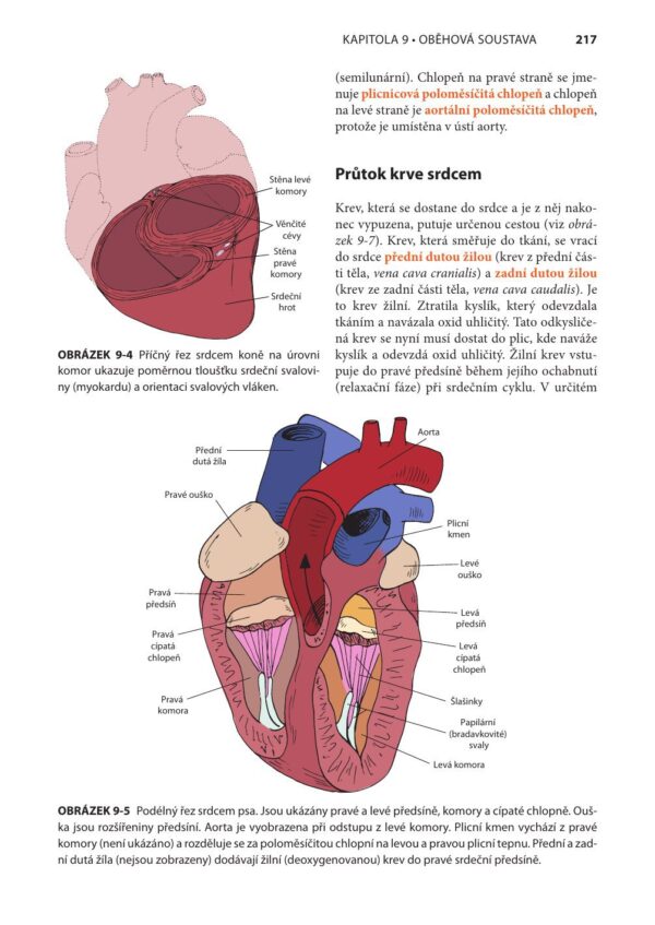 Fyziologie a funkční anatomie domácích zvířat - Image 12